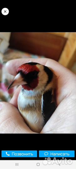 Птица щегол