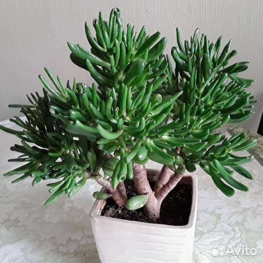 Крассула хоббит, малыши