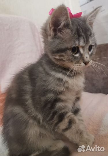 Кошечка бесплатно