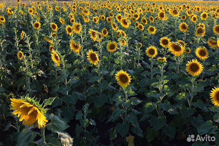 Семена подсолнечника от производителя опт с НДС