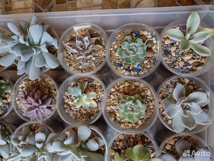 Котиледоны,крассулы, Аихризоны