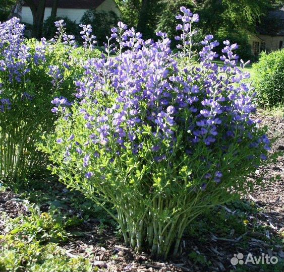 Хосты, пионы,мордовник,адонис,баптизия,многолетни