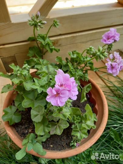 Пеларгония герань ампельная