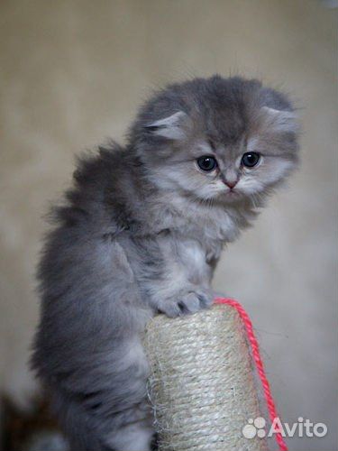 Шотландские котята элитные