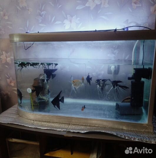 Аквариум 230 литров