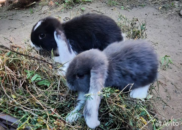 Баран, Фландр,Рекс