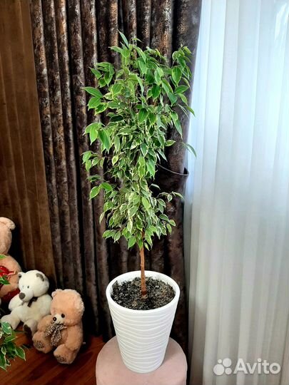 Фикус бенджамина