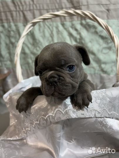 Французский бульдог