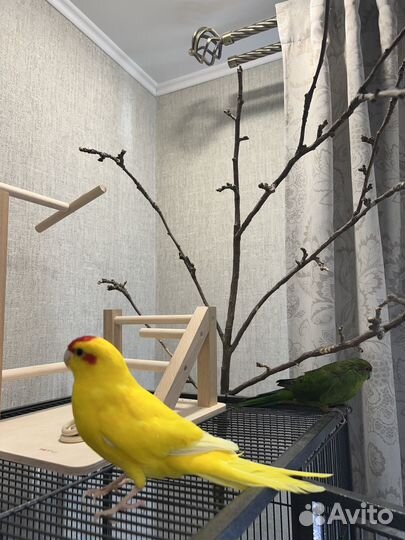 Попугай какарик