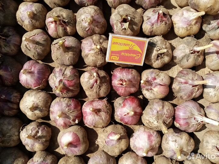 Чеснок зимний. зверобой