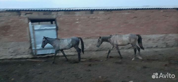 Продажа лошадей