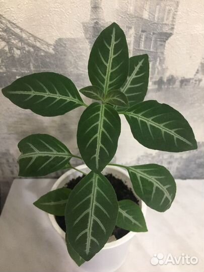 Руэллия и черенки, рио традесканция