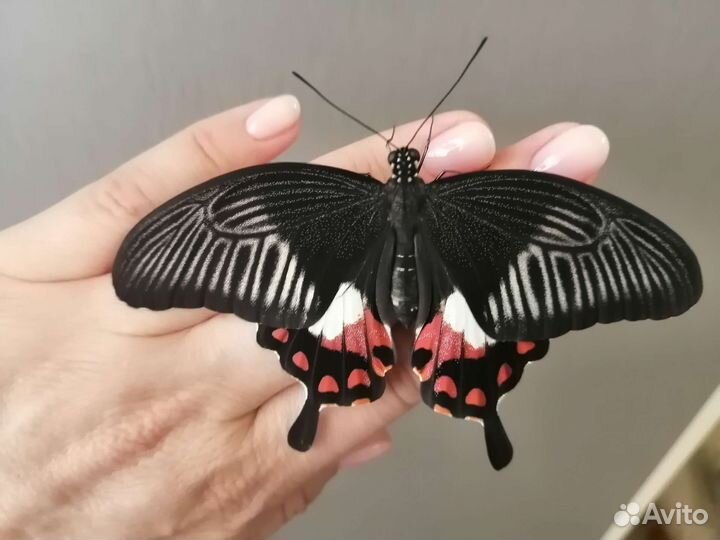 Живые бабочки в подарок, Мини-фермы. От