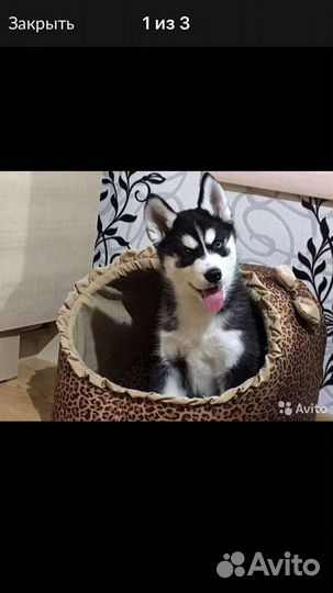 Много разных пород