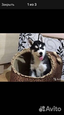 Много разных пород