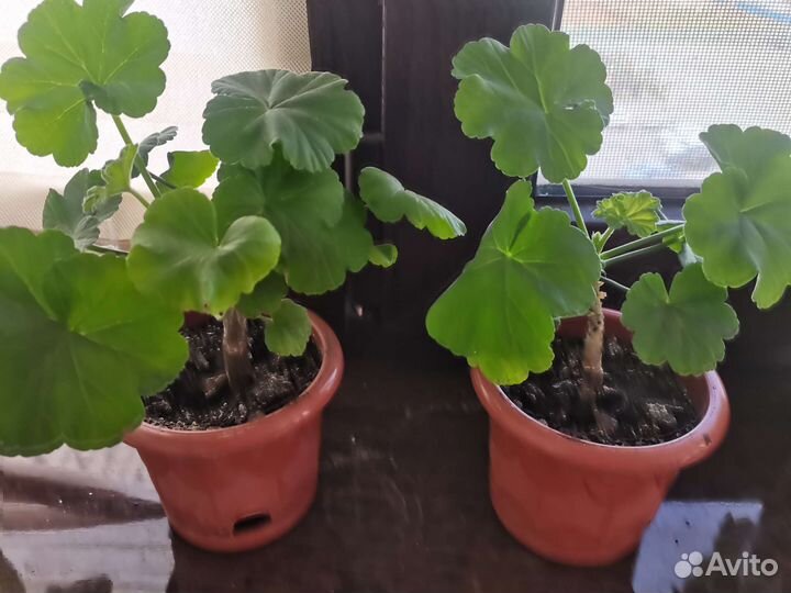 Герань розебудная