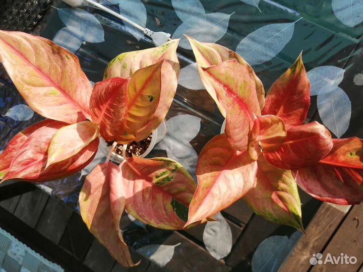 Аглаонема Pragai phet