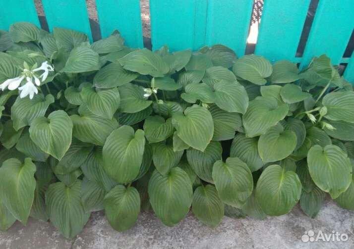 Хоста подорожниковая