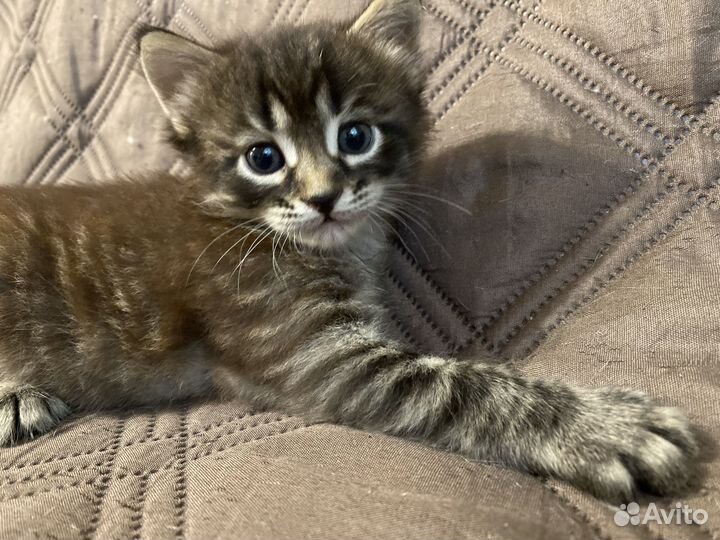 Котенок бесплатно