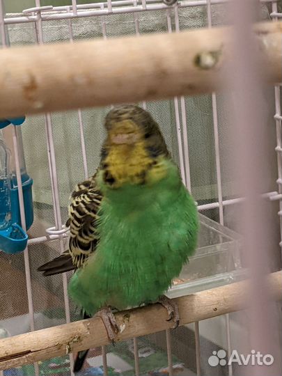 Попугай воснистый