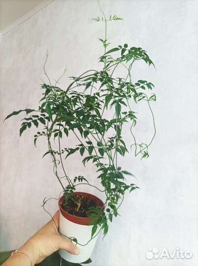 Комнатный жасмин