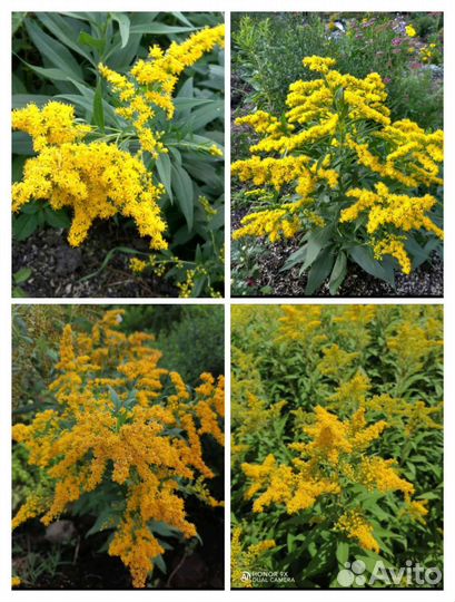 Золотарник