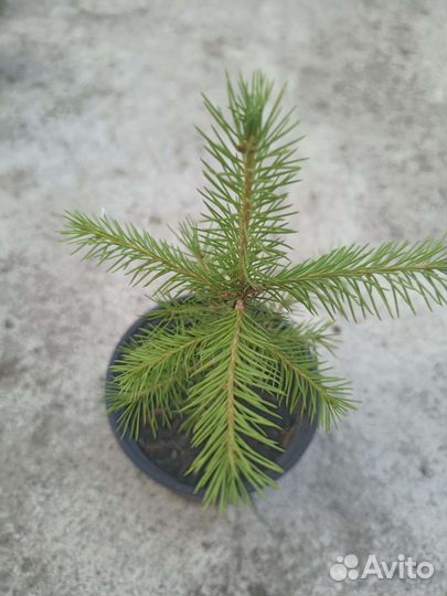 Ель обыкновенная