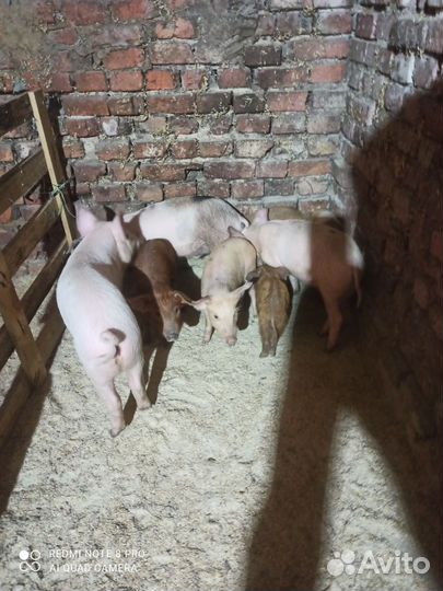 Поросята дюрок