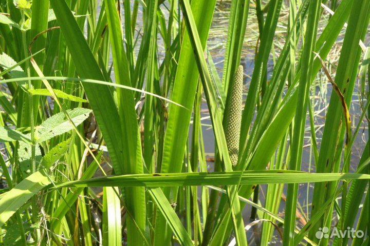 Аир болотный