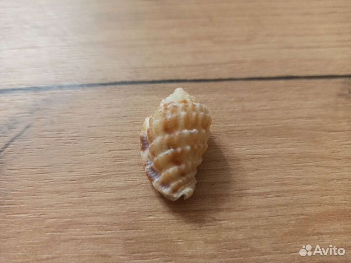 Морская раковина