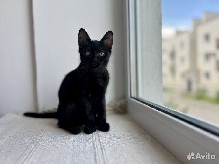 Котята в добрые руки бесплатно