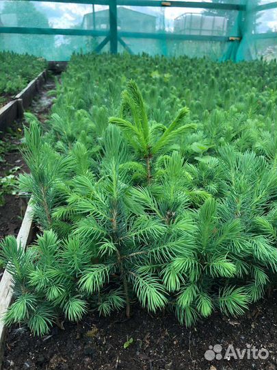 Саженцы ель голубая