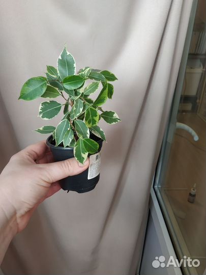 Фикус микрокарпа, фикус пестролистный