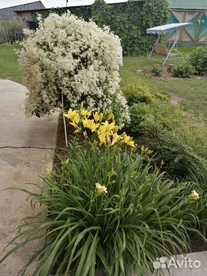 Клематис мелкоцветковый семена