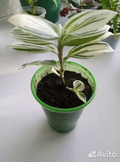 Традесканция белая и фиолетовая