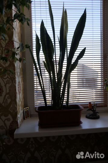 Толстянка (денежное дерево) тещин язык(Сансевиерия