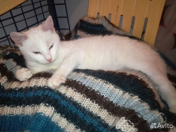 Отдам в добрые ручки