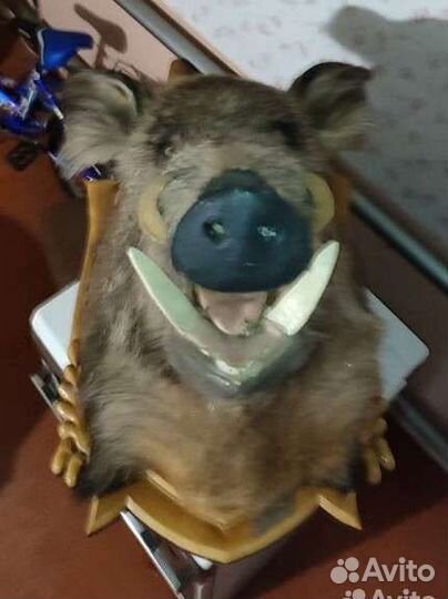 Чучело головы кабана