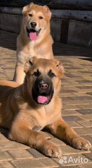 Щенки среднеазиатской овчарки