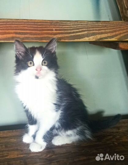 Котята девочки 2 мес