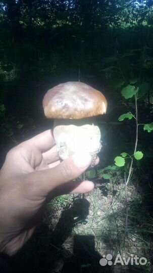 Саженцы Ягоды Ирга '' Звёздная ночь'' Рябина