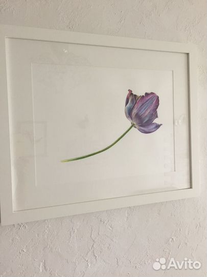 Акварель, тюльпан