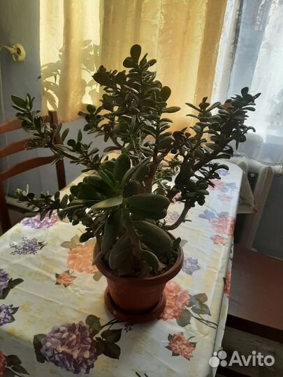 Денежное дерево отдам