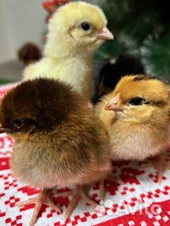 Яйцо на инкубацию от домашних кур. Цыплята