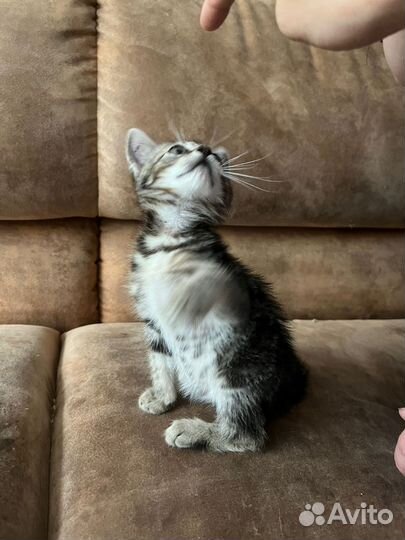 Отдам котенка