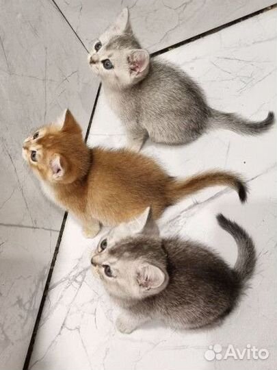 Британская