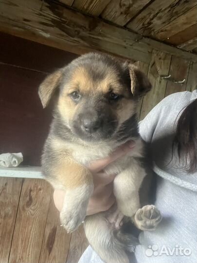 Собака в добрые руки отдам бесплатно