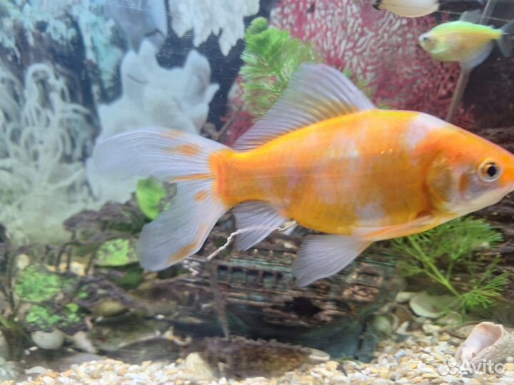 Аквариумные рыбки