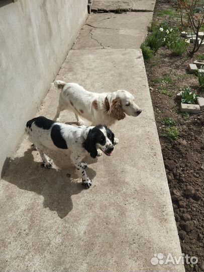 Щенки русского охотничего спаниеля