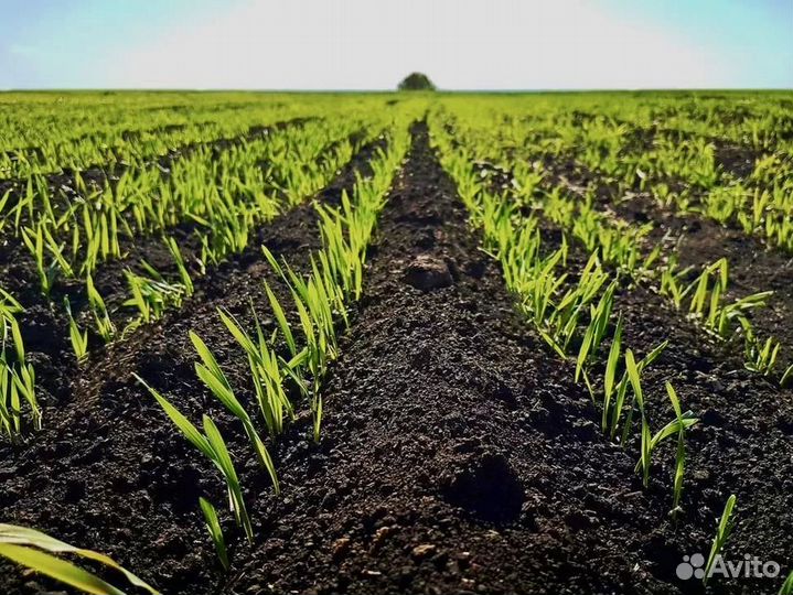 Чернозем для теплиц